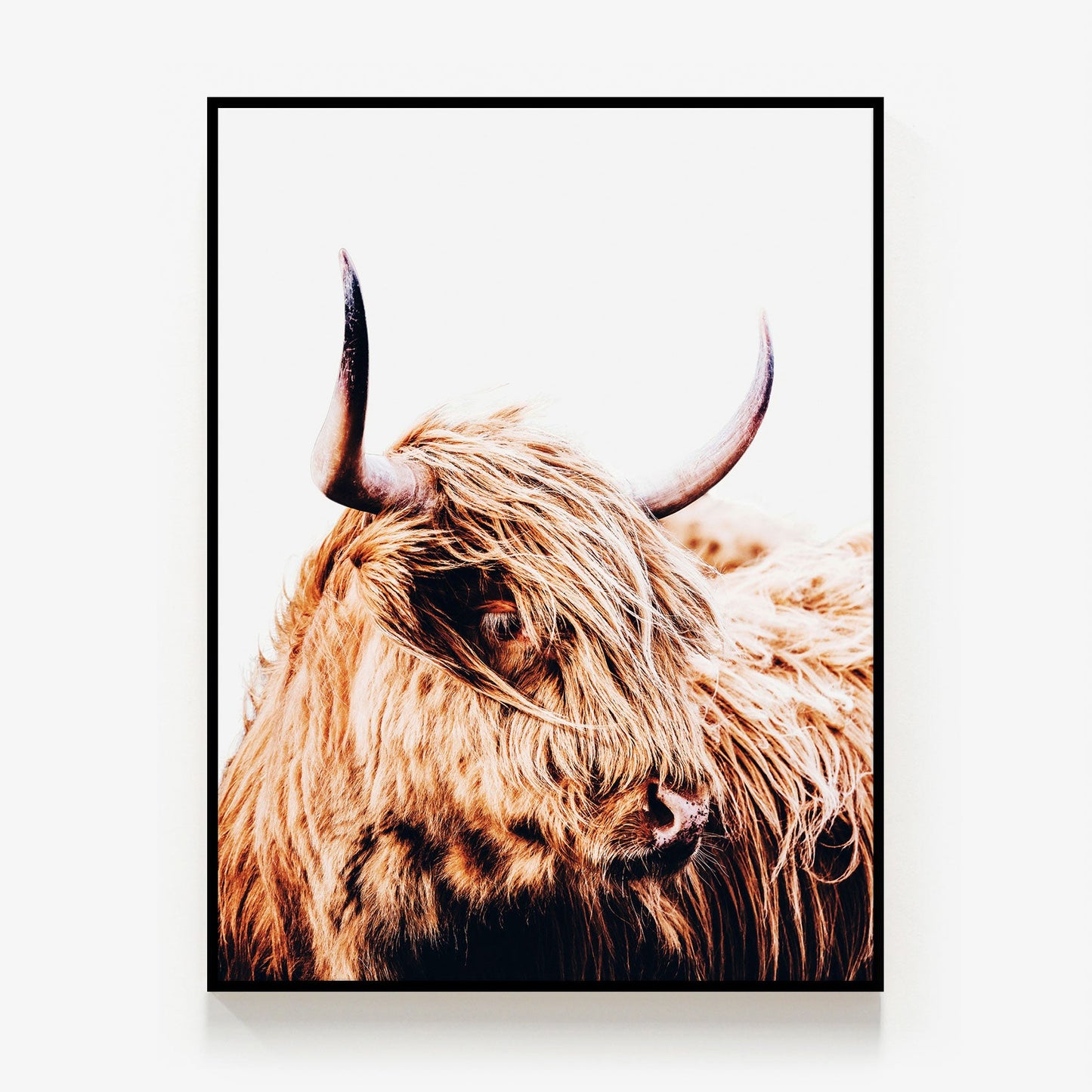Hamish Canvas