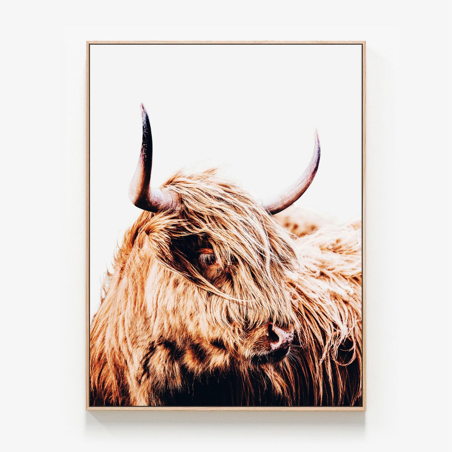 Hamish Highland cow Canvas wall art with oak float frame