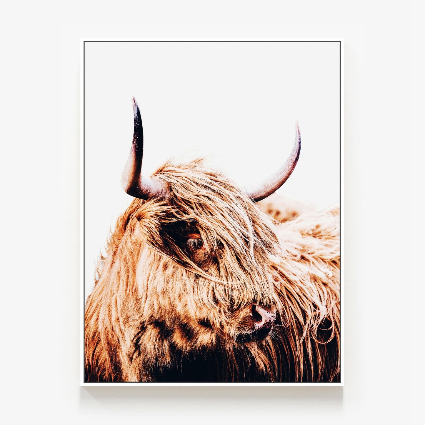 Hamish Canvas