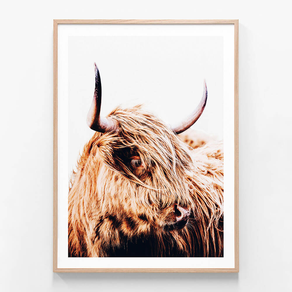 Hamish the highland cow photo in a framed print.