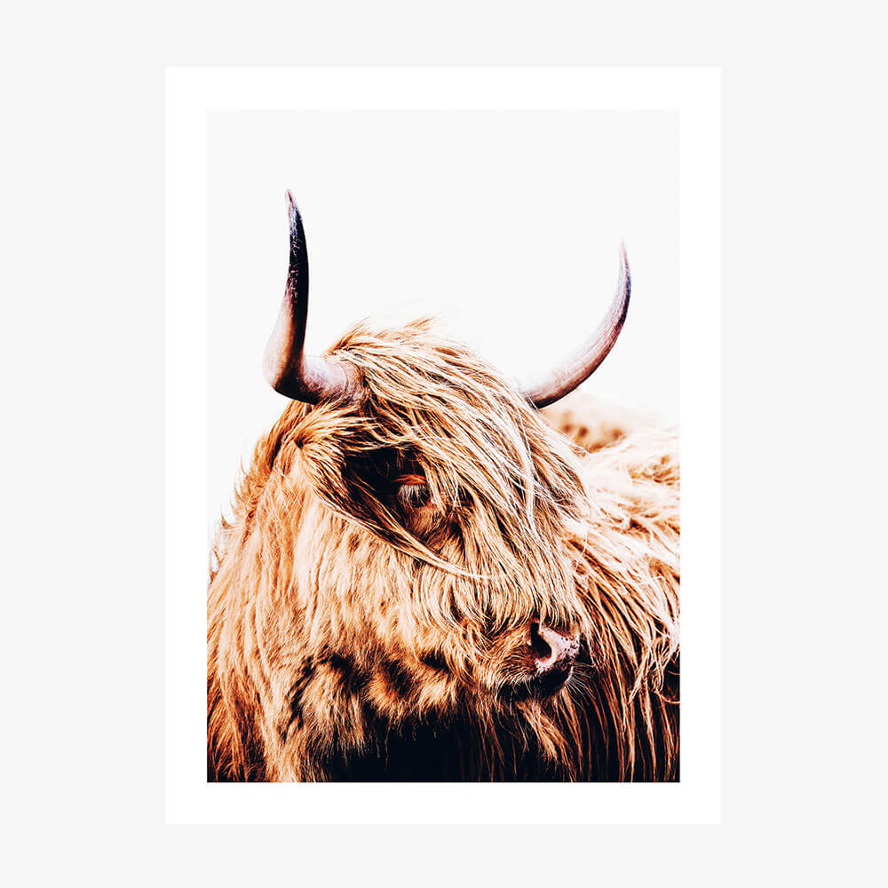 A wall art poster of Hamish the highland cow.