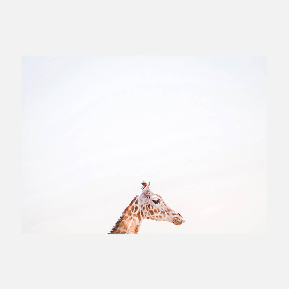Happy Giraffe