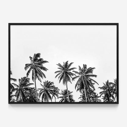 Hawaii Palms B&W