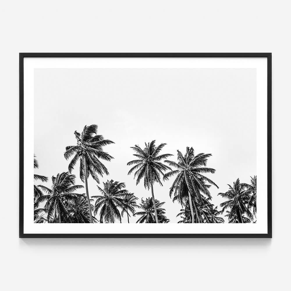 Hawaii Palms B&W