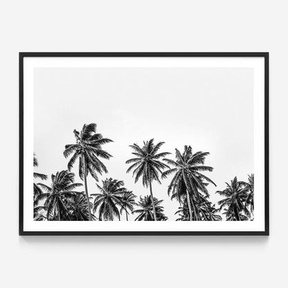 Hawaii Palms B&W