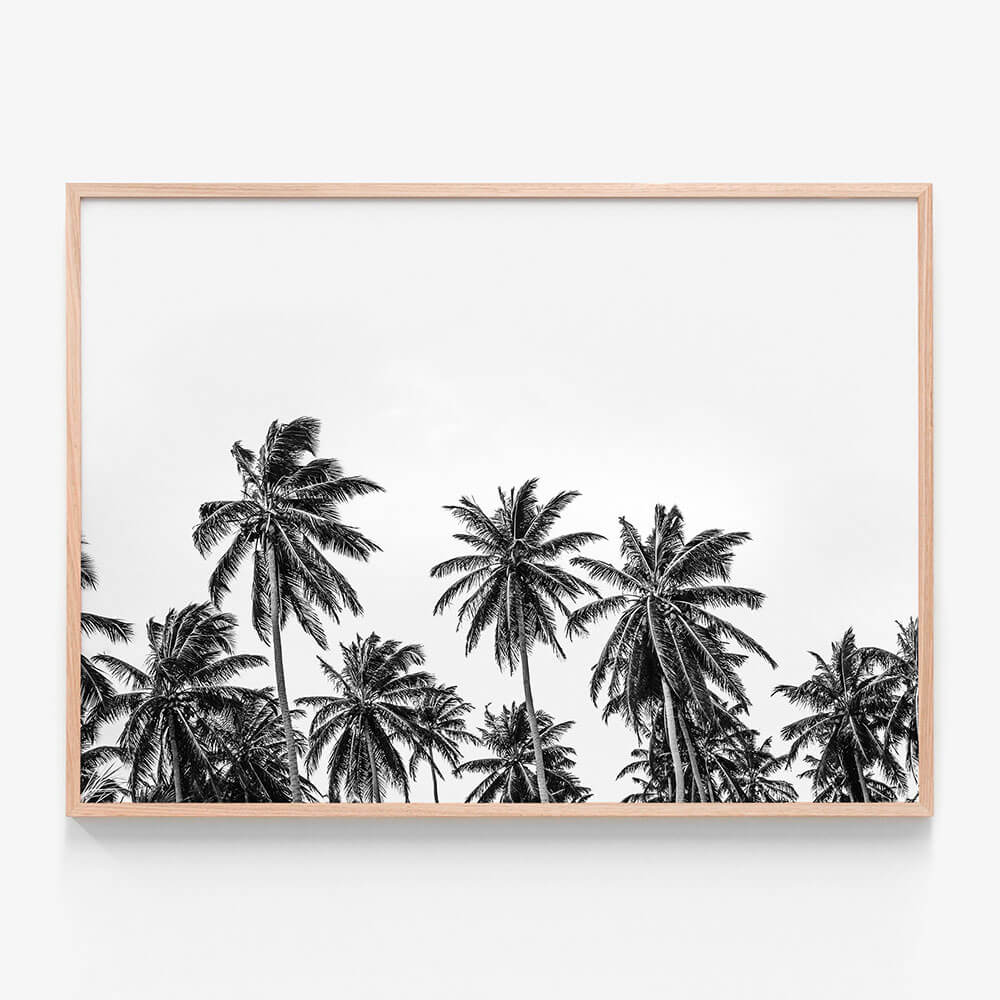 Hawaii Palms B&W