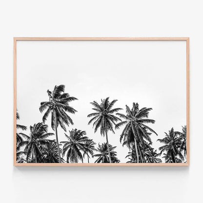 Hawaii Palms B&W