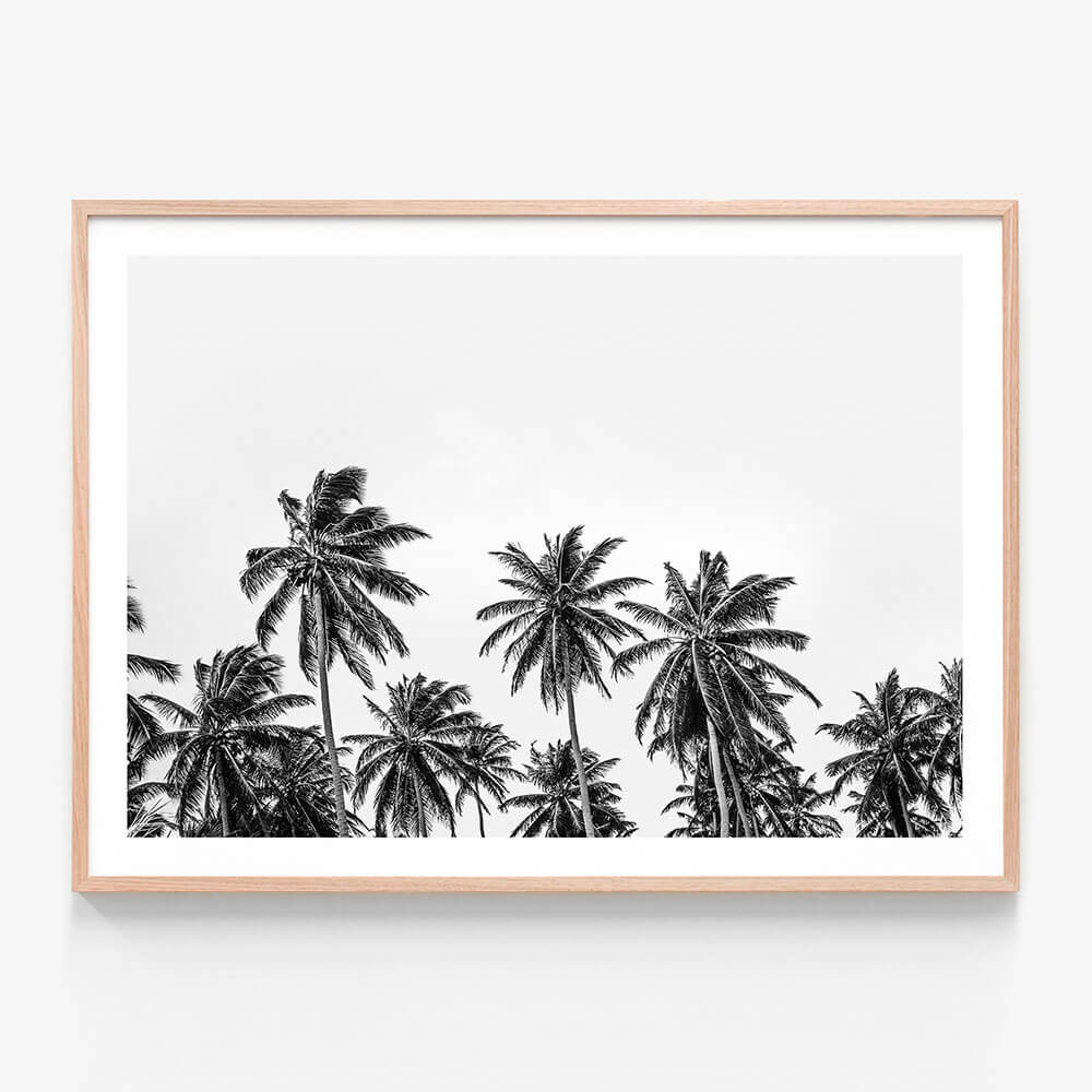 Hawaii Palms B&W