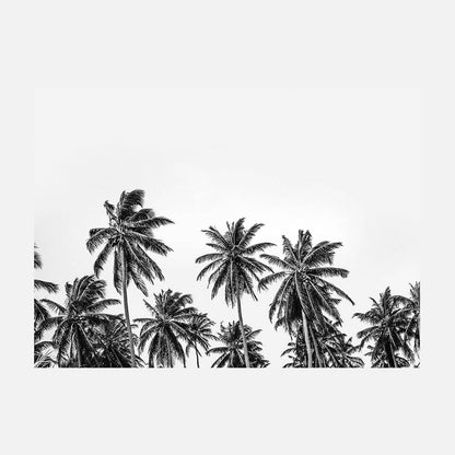 Hawaii Palms B&W