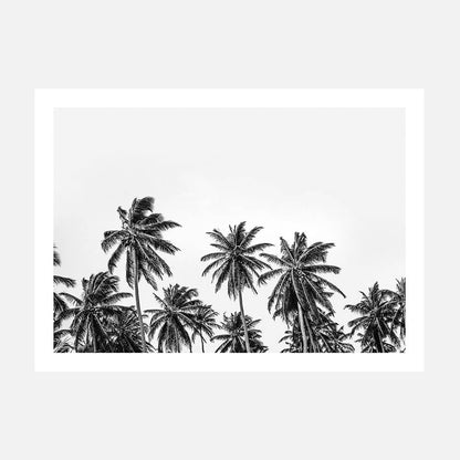 Hawaii Palms B&W