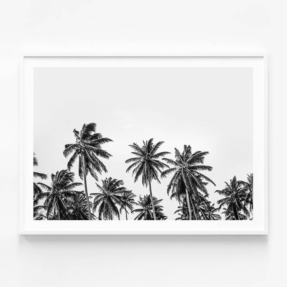 Hawaii Palms B&W
