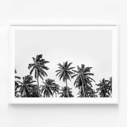 Hawaii Palms B&W