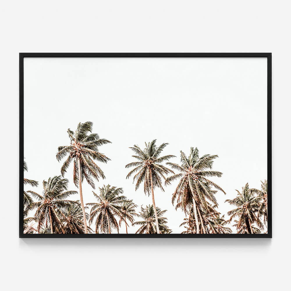 Hawaii Palms