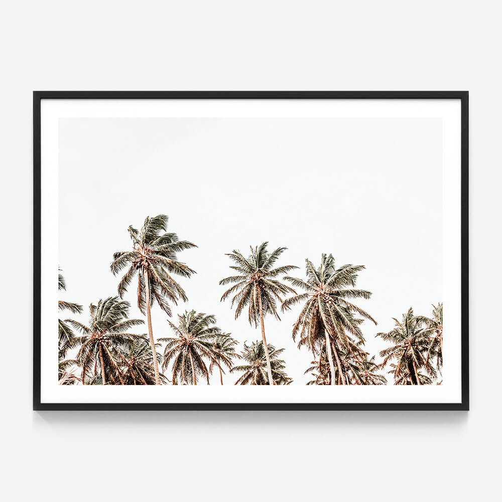 Hawaii Palms