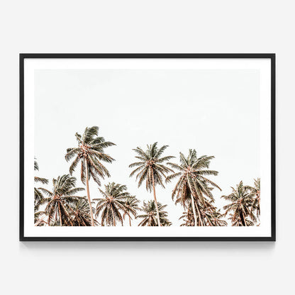 Hawaii Palms