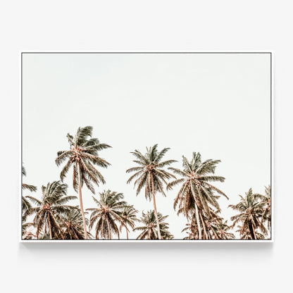 Hawaii Palms Canvas