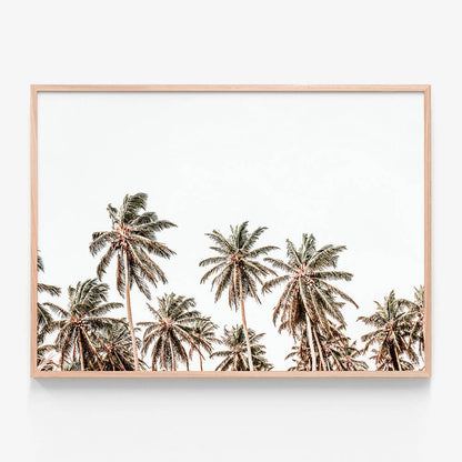 Hawaii Palms