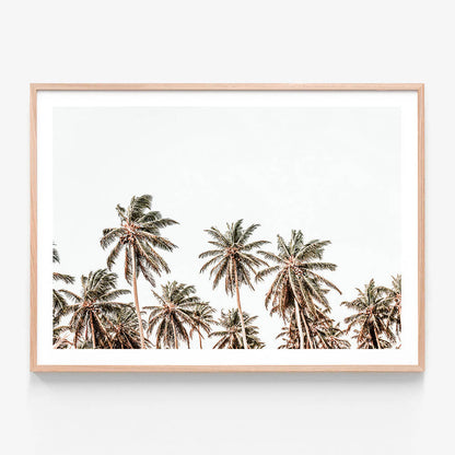 Hawaii Palms