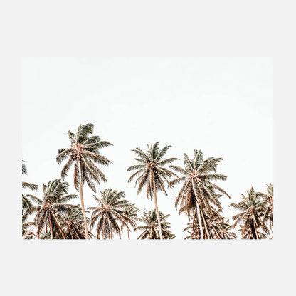 Hawaii Palms