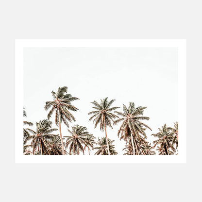 Hawaii Palms