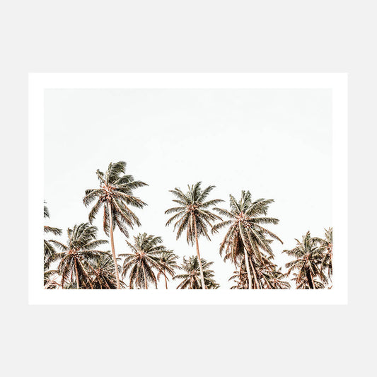 Hawaii Palms
