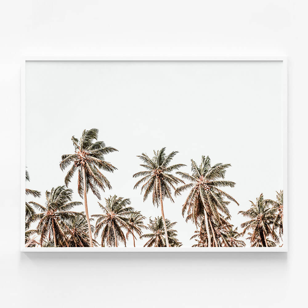Hawaii Palms