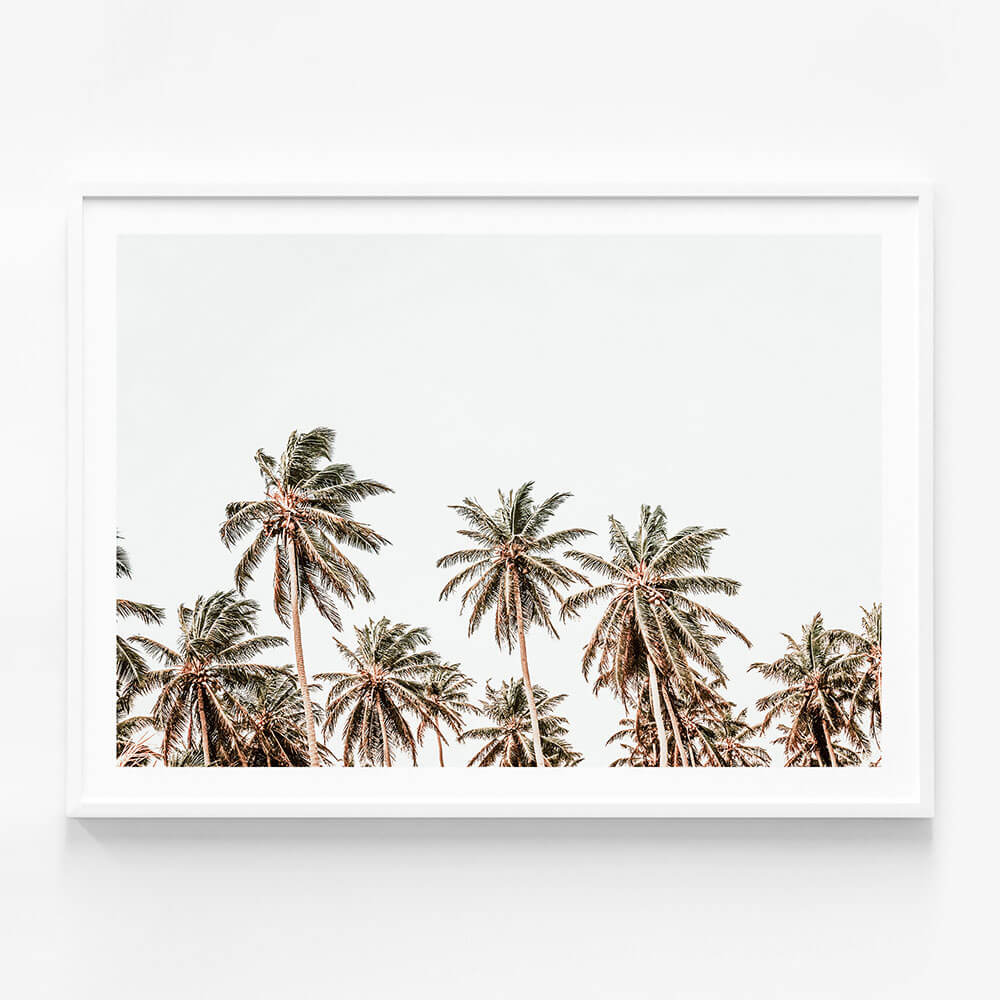 Hawaii Palms