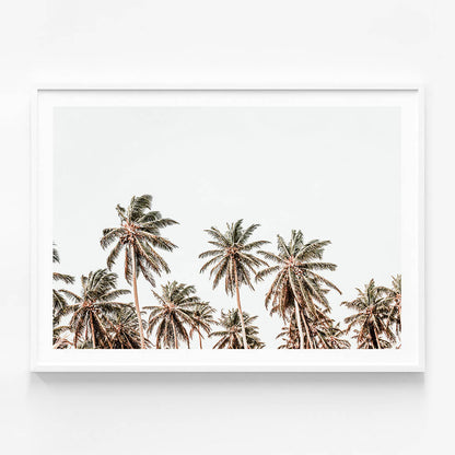 Hawaii Palms