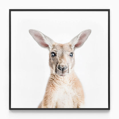 Hello Kangaroo