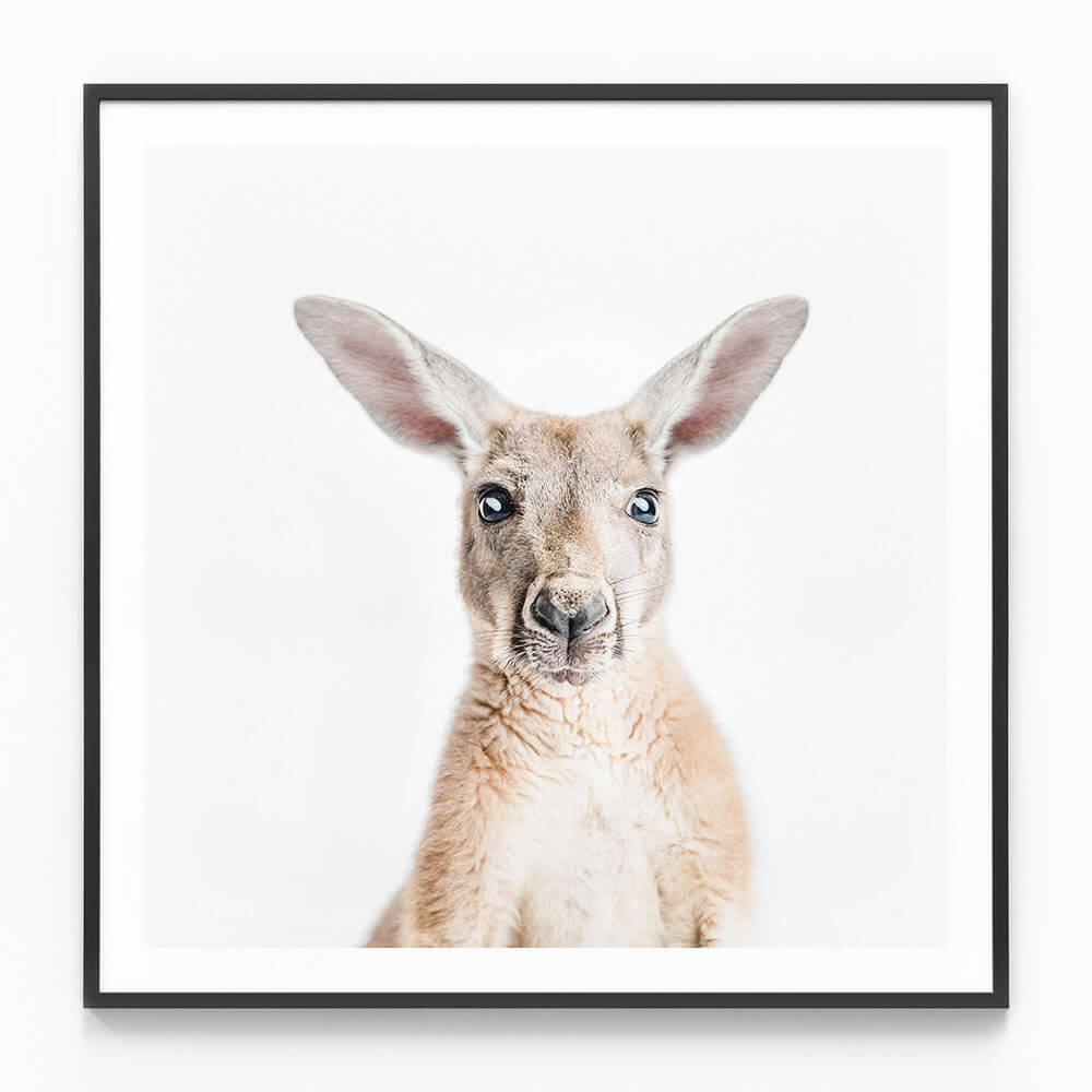 Hello Kangaroo