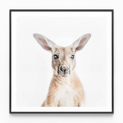Hello Kangaroo