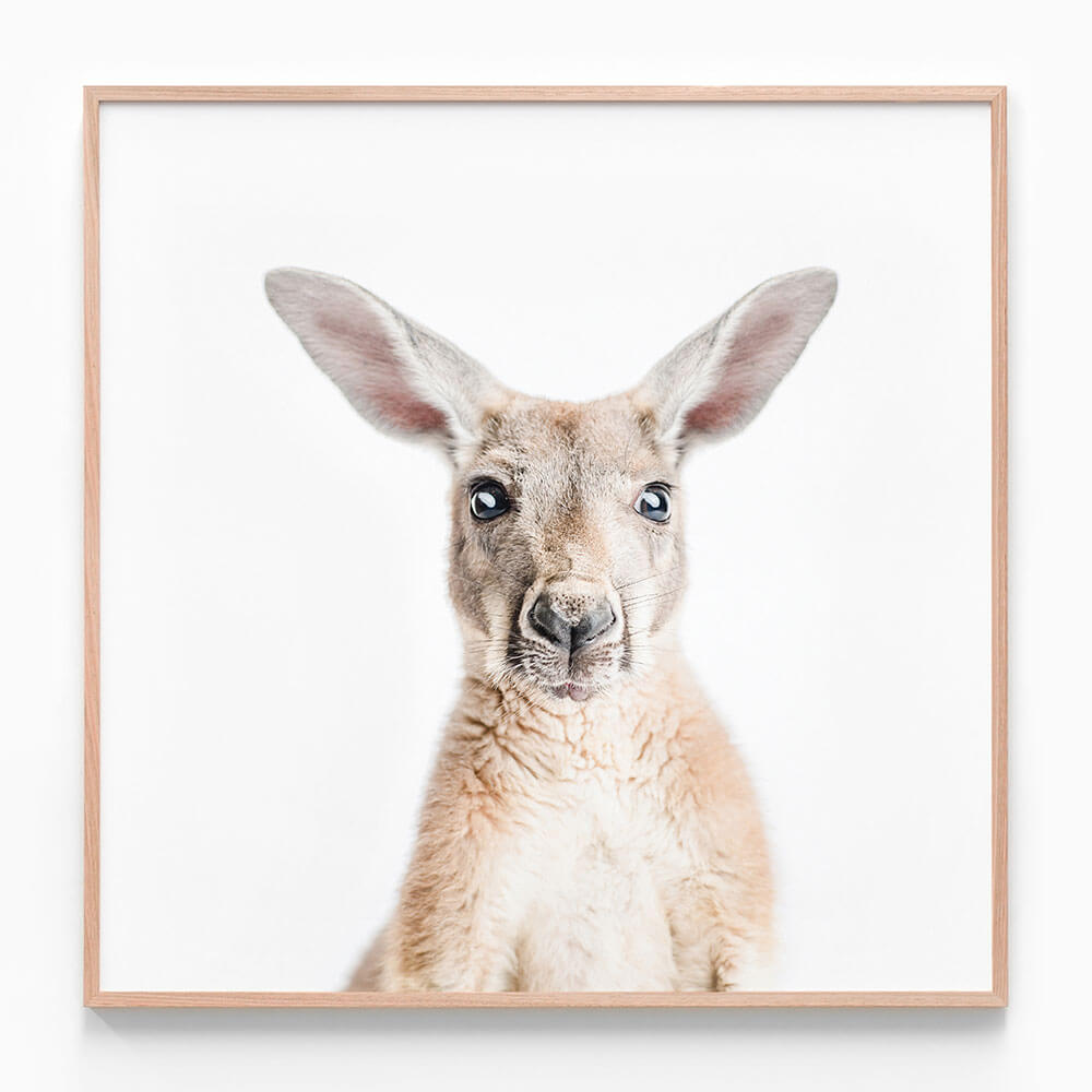 Hello Kangaroo