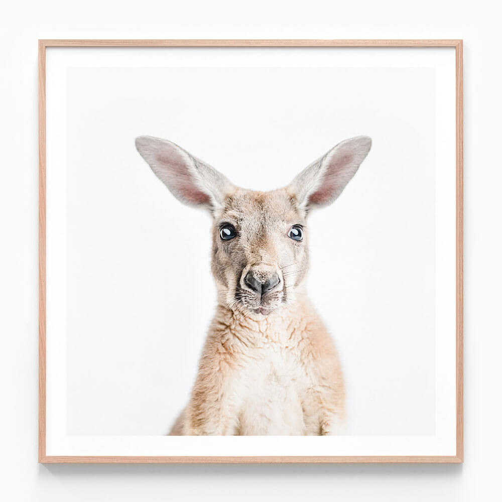 Hello Kangaroo