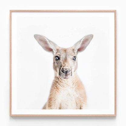 Hello Kangaroo