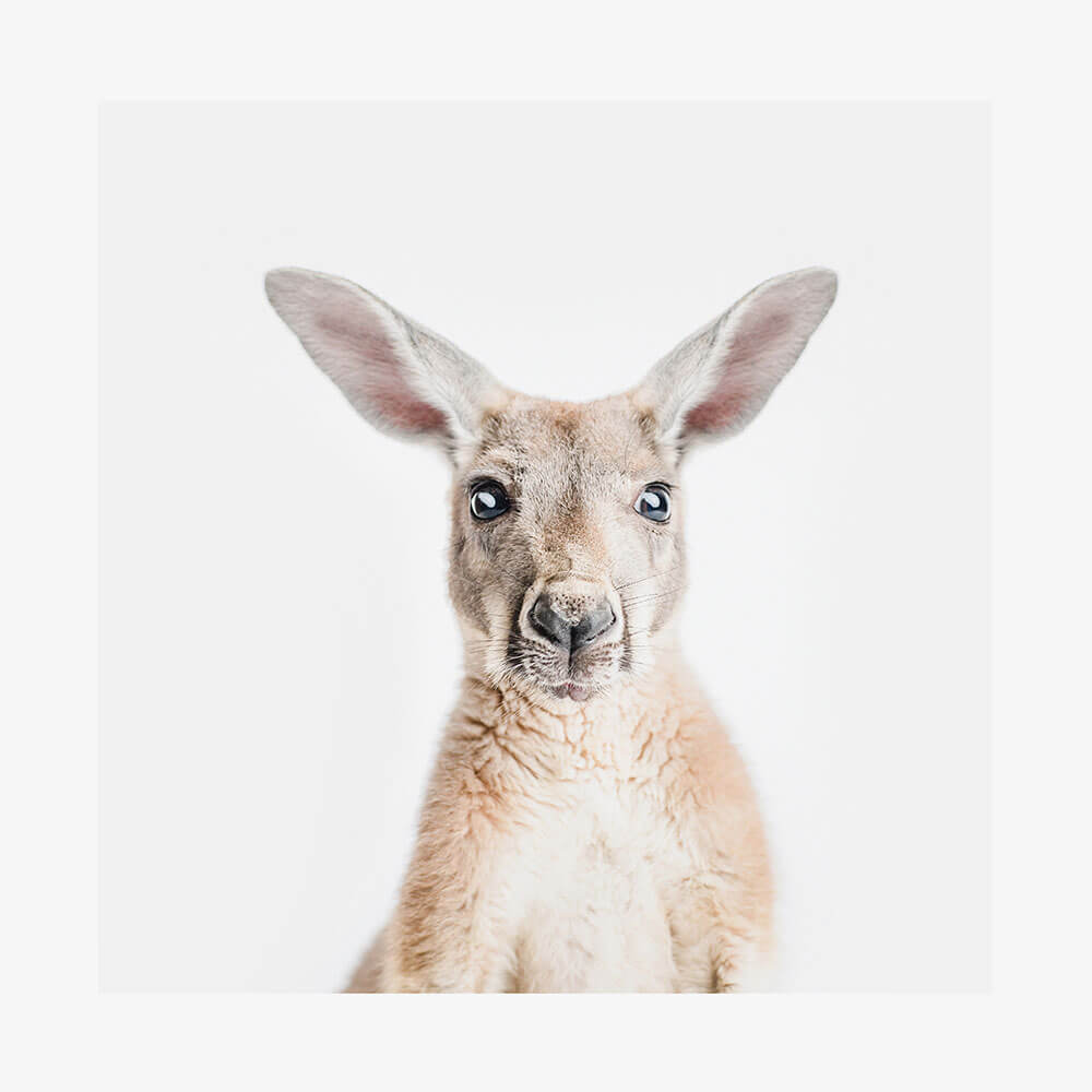 Hello Kangaroo