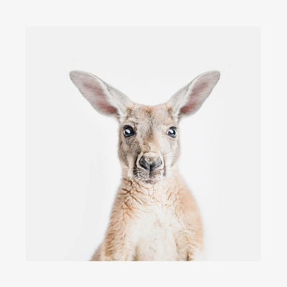 Hello Kangaroo