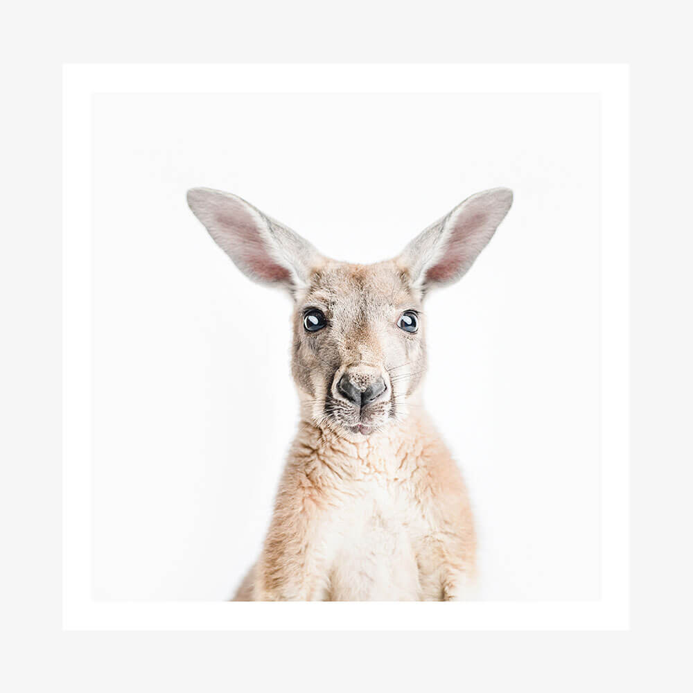 Hello Kangaroo
