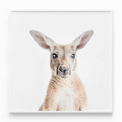 Hello Kangaroo