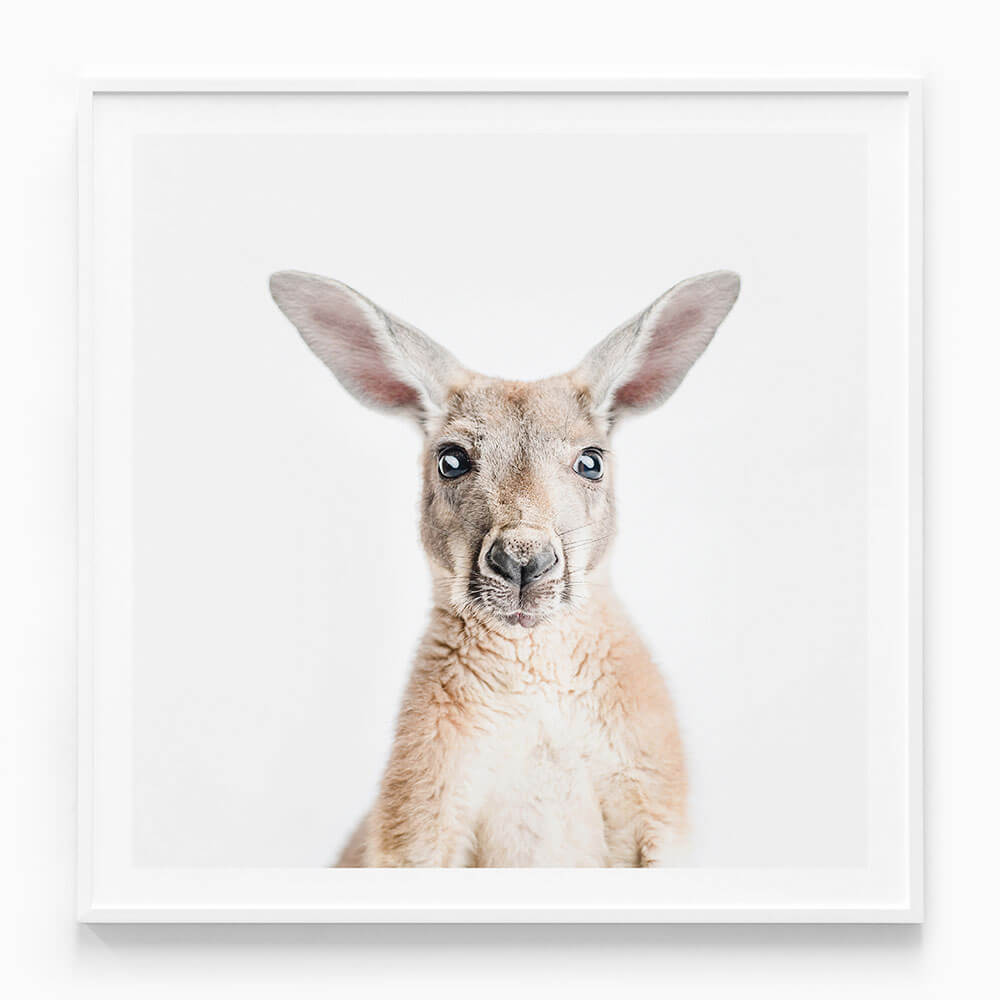 Hello Kangaroo