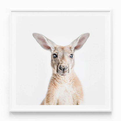 Hello Kangaroo