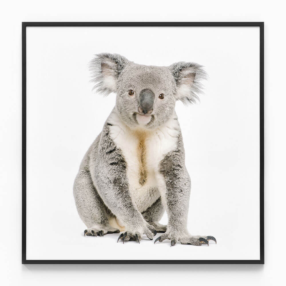 Hello Koala