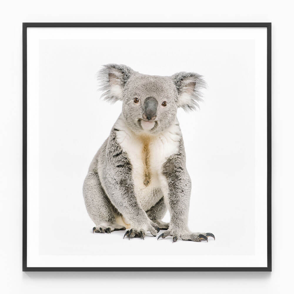 Hello Koala