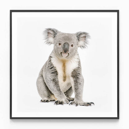 Hello Koala