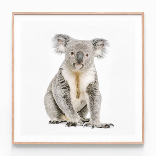 Hello Koala