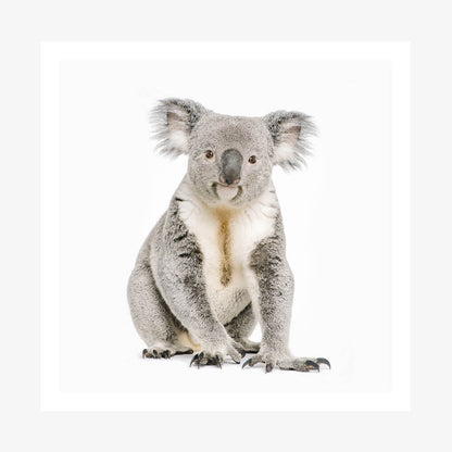 Hello Koala