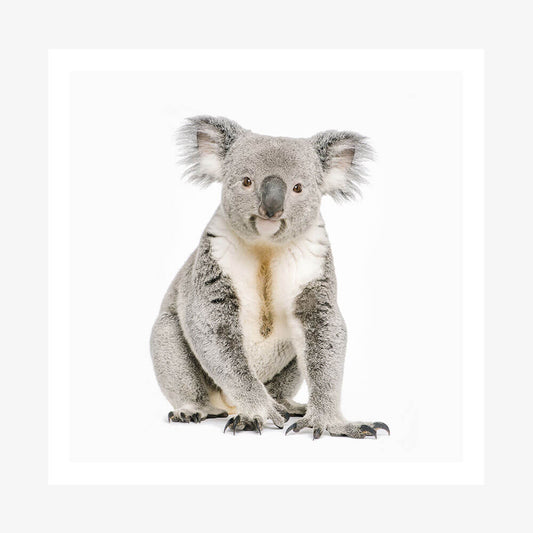 Hello Koala