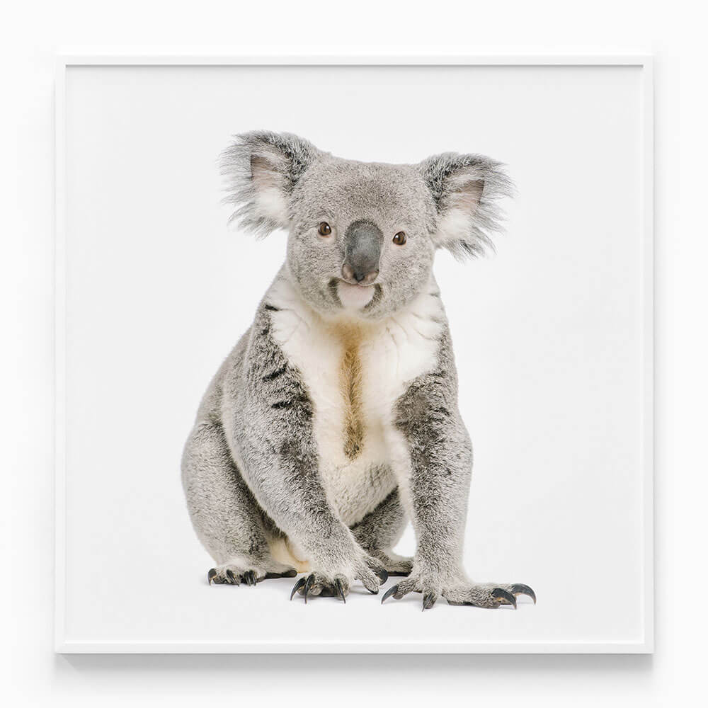 Hello Koala