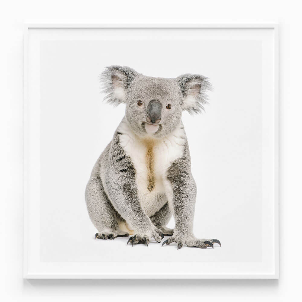 Hello Koala