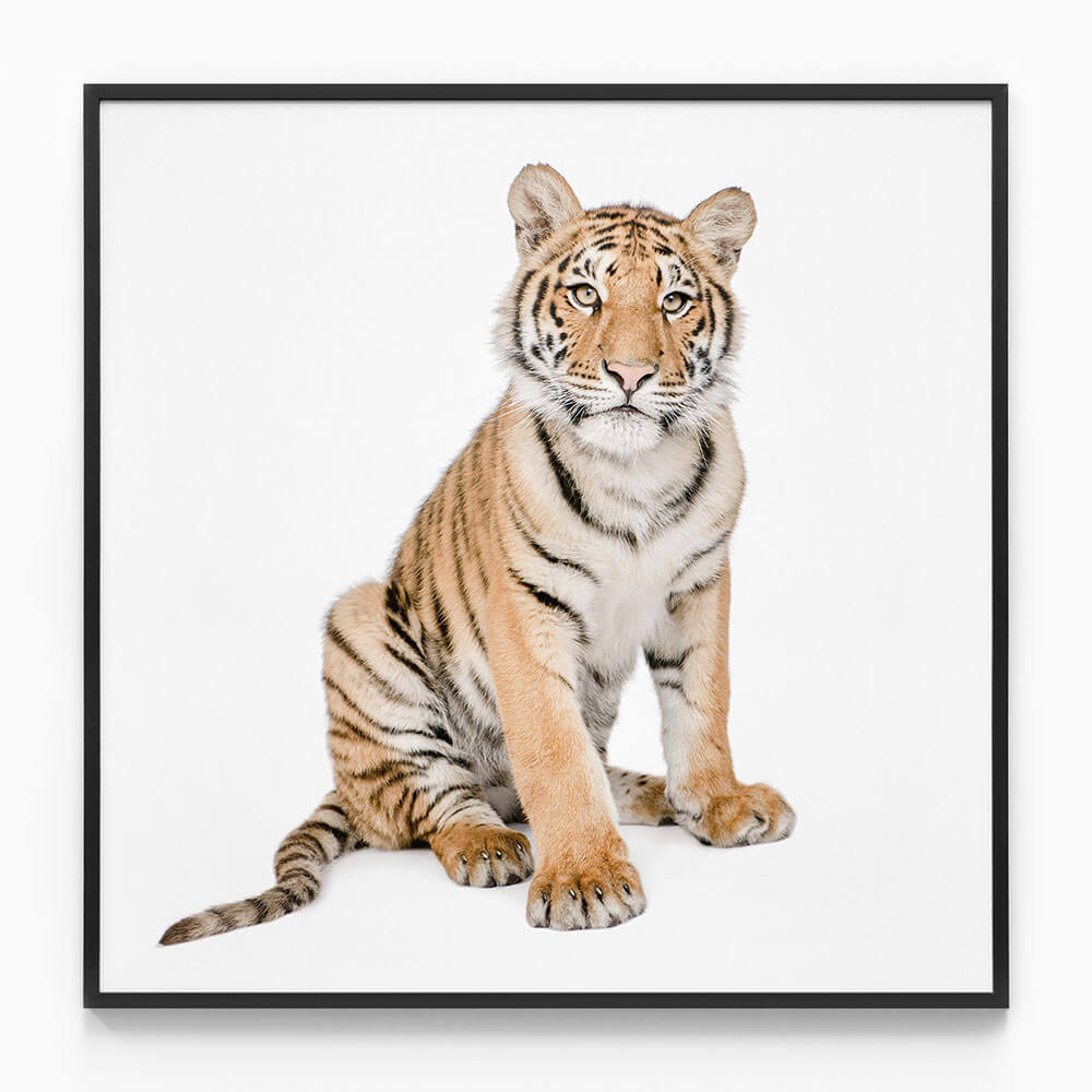 Hello Tiger