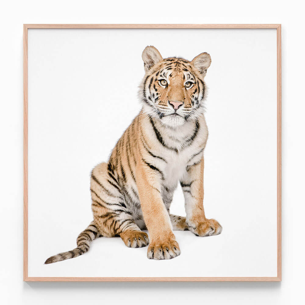 Hello Tiger